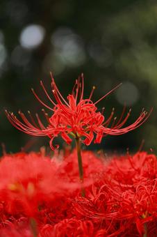 赤い絨毯に咲く彼岸花-2 赤い絨毯に咲く彼岸花-2の写真