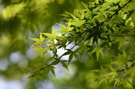 新緑 新緑 もみじ,モミジ,風景の写真素材