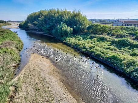 和泉橋から見る安楽川下流方面と鵜の群れ 和泉橋,安楽川,鵜の写真素材