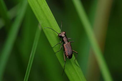 Photo, tokyo tiger beetle, tiger beetle, beetle, 