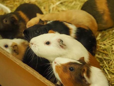 撫でられるモルモット 撫でられるモルモット 動物,かわいい,ペットの写真素材