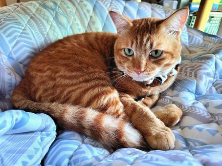 ここひんやり 猫,かわいい,ペットの写真素材