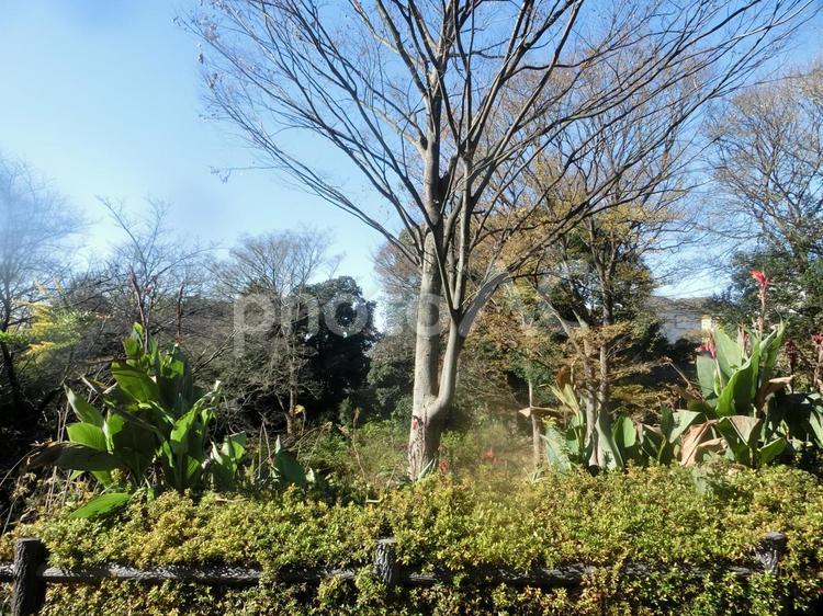 秋の風景 晩秋,秋,風景の写真素材