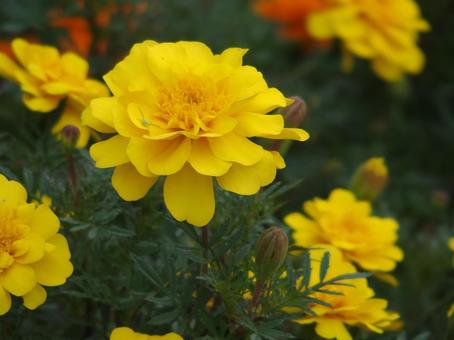 マリーゴールド 花,植物,花壇の写真素材