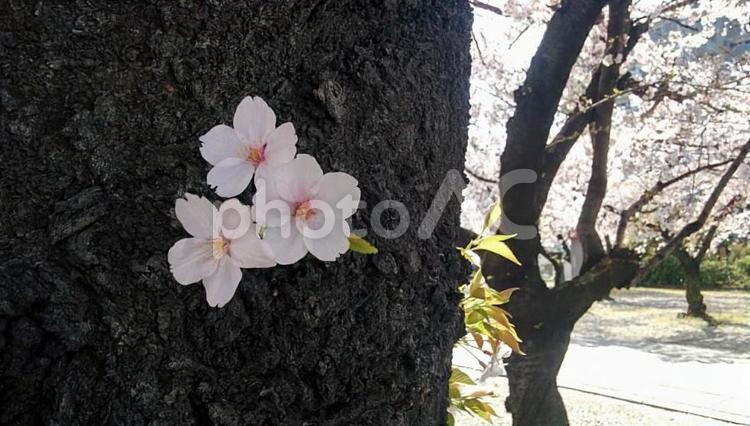 桜2　精神の美　cherry blossoms 桜,サクラ,さくらの写真素材