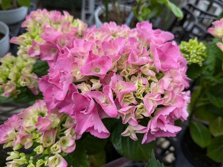 Beautiful pink hydrangea, hydrangea, flower, flower, JPG