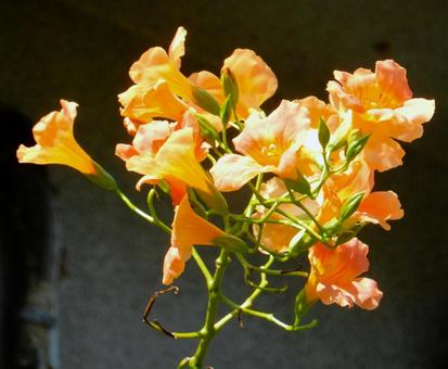 【花の写真】ノウゼンカズラ(凌霄花) 【花の写真】ノウゼンカズラ(凌霄花)の写真