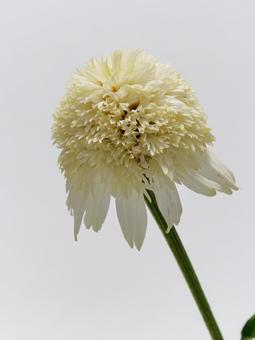 白色のエキナセアの花 白色のエキナセアの花 エキナセア,花,植物の写真素材