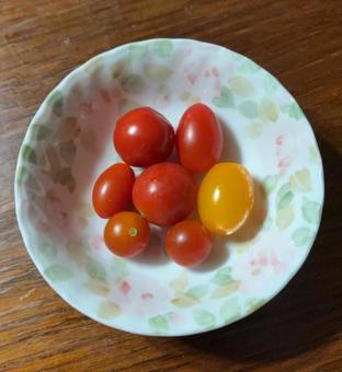 R7.08.10 ミニトマト R7.08.10 ミニトマトの写真