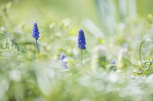 春の野原に咲くムスカリの花 春の野原に咲くムスカリの花の写真