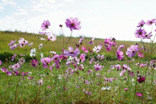 コスモス コスモス,秋,花の写真素材