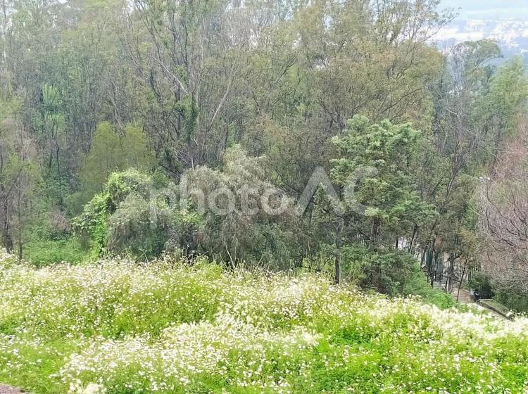 綺麗な白い小花たちと木々秋の丘 花,満開,咲くの写真素材