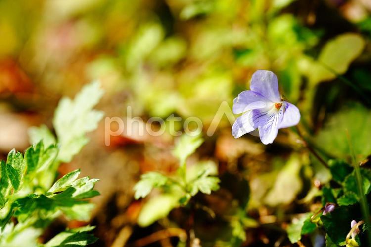 すみれの花が咲く スミレ,すみれ,花の写真素材