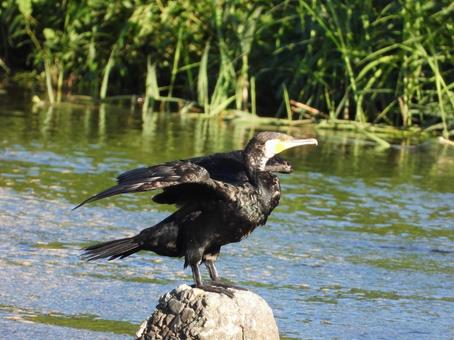 水を篩い落とす川鵜 水を篩い落とす川鵜 鳥,野鳥,川鵜の写真素材