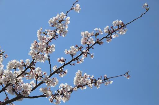 満開の桜 sakura,桜,さくらの写真素材