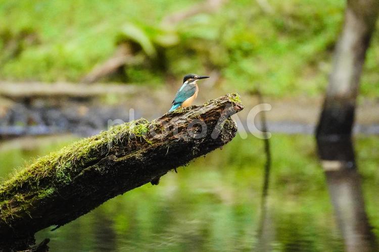 カワセミ 雑草,野外,屋外の写真素材