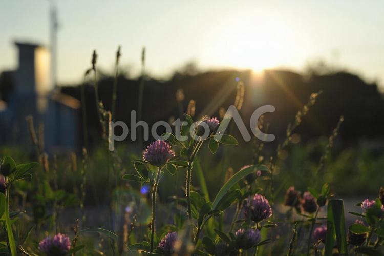 夕暮れの花 夏,夕暮れ,夕陽の写真素材