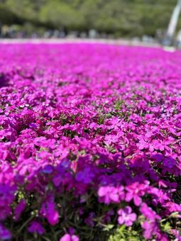 芝桜 芝桜の写真
