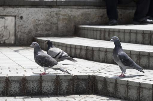 ３匹の鳩 鳩,鳥,公園の写真素材