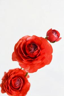 赤いラナンキュラス ラナンキュラス,赤,赤い花の写真素材