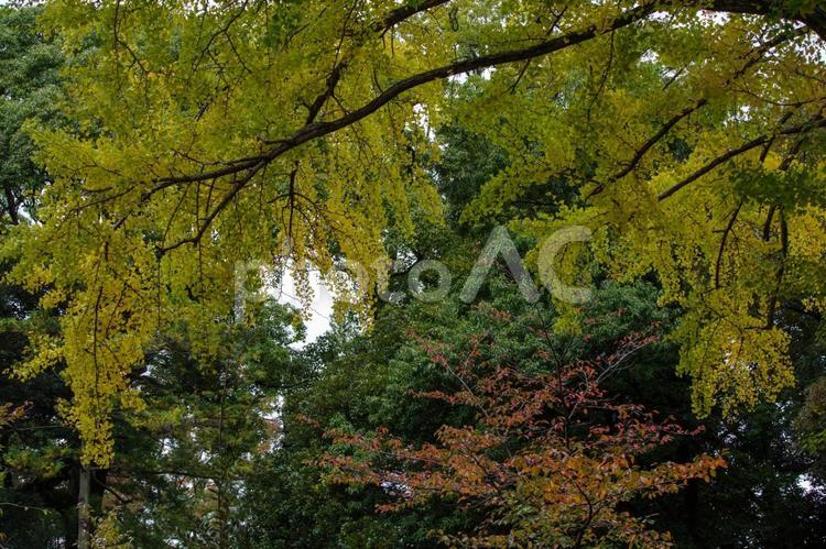 イチョウが色づいた東京赤坂氷川神社の境内 イチョウ,紅葉,境内の写真素材