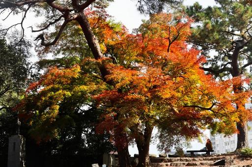 紅葉 紅葉の写真
