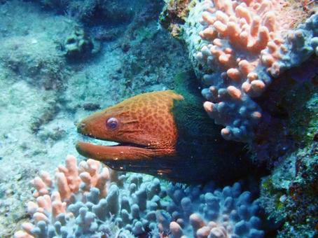 ドクウツボ ダイビング,海,シュノーケルの写真素材