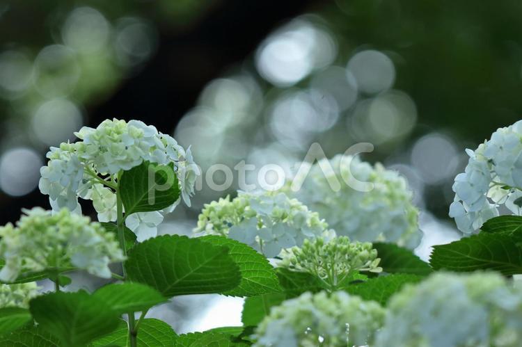 雨に濡れて咲く アジサイ,花,アジサイ科の写真素材