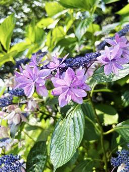 光を浴びる紫陽花 光を浴びる紫陽花の写真