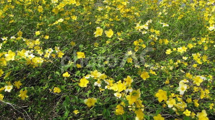 奈良井宿５山吹・長野県塩尻市 ヤマブキ,山吹,山吹色の写真素材