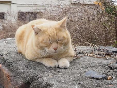 にゃんこ にゃんこの写真
