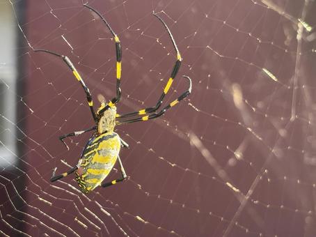 クモ クモ,蜘蛛,蜘蛛の巣の写真素材