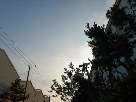松の木と街道沿いの建物が並ぶ夜明け風景 松の木と街道沿いの建物が並ぶ夜明け風景の写真