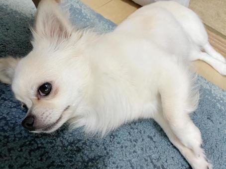 リビングで寝そべるチワワ リビングで寝そべるチワワ チワワ,寝顔,室内犬の写真素材