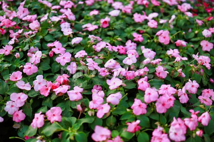 庭園の花の写真 花,ナチュラル,お洒落の写真素材