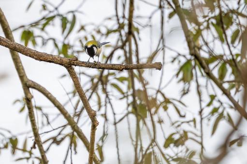 シジュウカラ(71)の写真