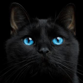 神秘的な美しさ:青い目の黒猫 神秘的な美しさ:青い目の黒猫の写真