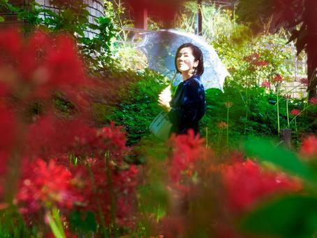 40：彼岸花を静かに眺める女性 彼岸花,ミステリアス,悲しげの写真素材