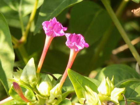 【花の写真】オシロイバナ（白粉花） オシロイバナ,白粉花,赤の写真素材