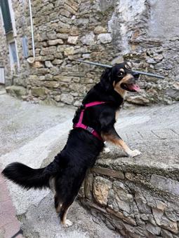 Big Smile Big Smile 犬,成犬,ミックス犬の写真素材