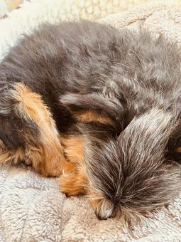 寝てる犬 犬,小犬,小型犬の写真素材