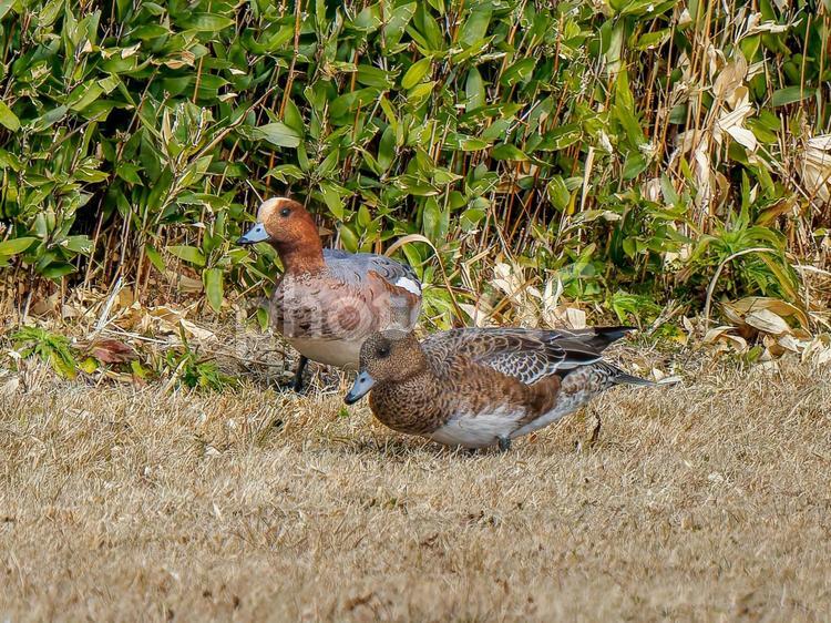 地面を歩くヒドリガモ・カモ ヒドリガモ,カモ,鴨の写真素材