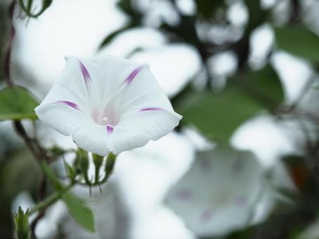 キュートな朝顔 キュートな朝顔 アサガオ,秋,キュートの写真素材