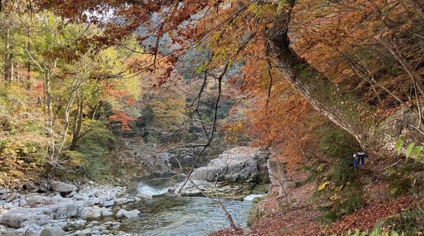 autumn leaves, JPG autumn leaves, JPG