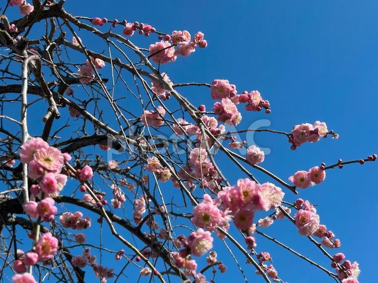 桃の花 桃の花,花桃,花の写真素材