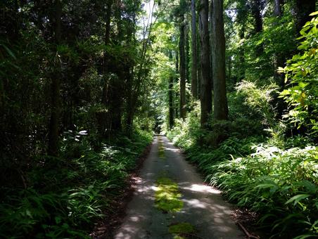 林道 林道,森林,風景の写真素材