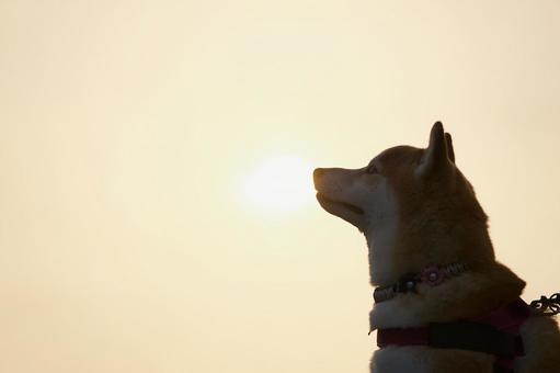 朝日の中で（柴犬） 犬,柴犬,可愛い犬の写真素材