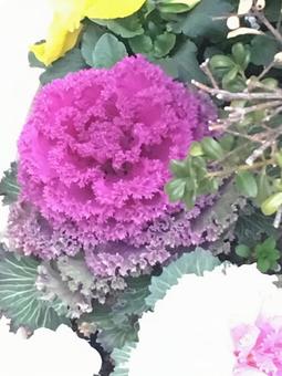 ハボタンの写真