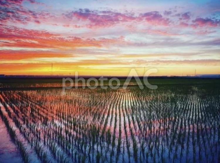 田植えの後の田んぼで夕方の空 グラデーション,カラフル,田園の写真素材