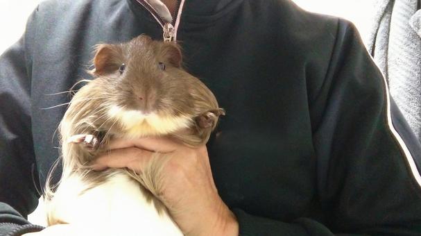 モルモットを抱っこ モルモットを抱っこ モルモット,抱っこ,動物の写真素材